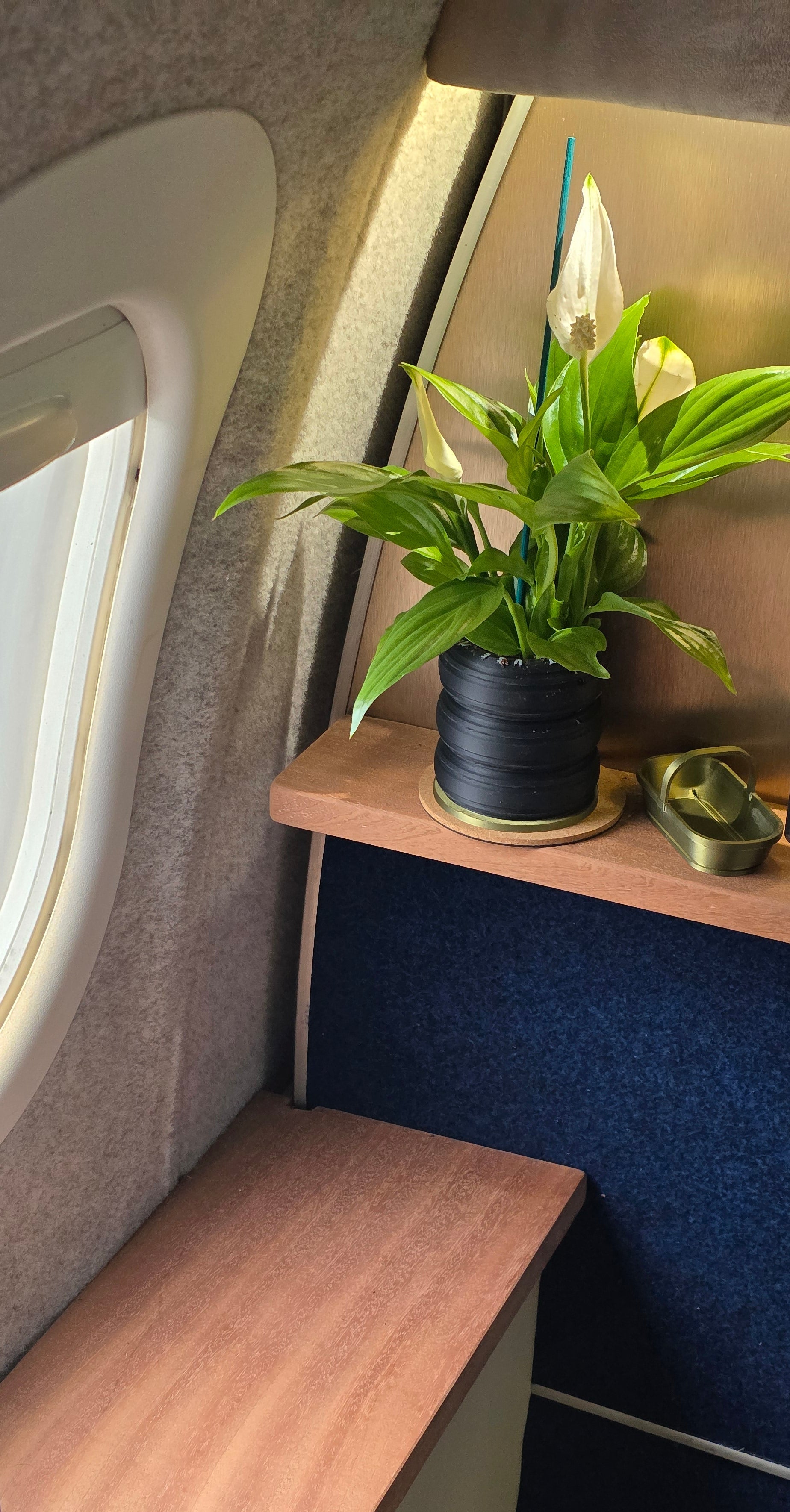 Close-up of a aircraft interior with a plant japanese peace lily first class custom aircraft interior 